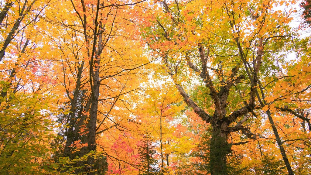 Summerlike weekend on tap in Twin Cities; fall returns early next week — WCCO / CBS Minnesota, St. Louis Park Community news