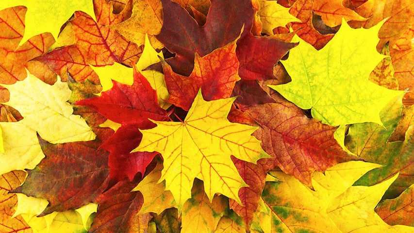 Cooler, quieter fall weather returns Tuesday in the Twin Cities — WCCO / CBS Minnesota, St. Louis Park Community news