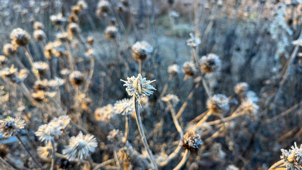 Breezy winds bring cool air to Minnesota, with first frost possible in the metro Friday night — WCCO / CBS Minnesota, St. Louis Park Sports news