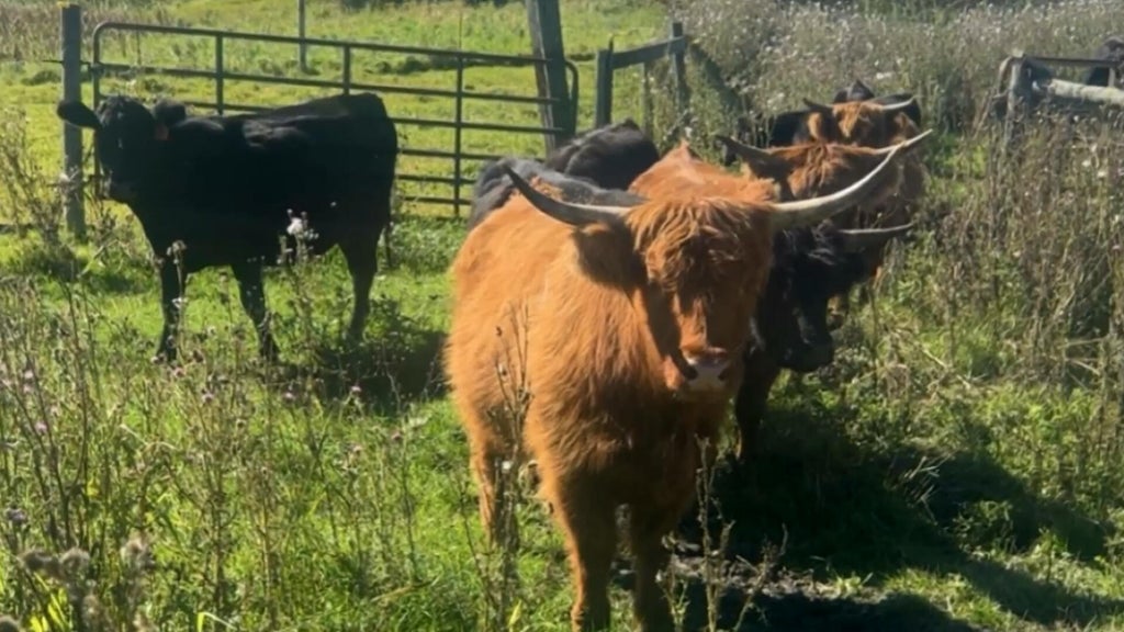 Minnesota farmer calls for thief to return nearly a dozen cows: "You're going to go to jail" — WCCO / CBS Minnesota, St. Louis Park Community news