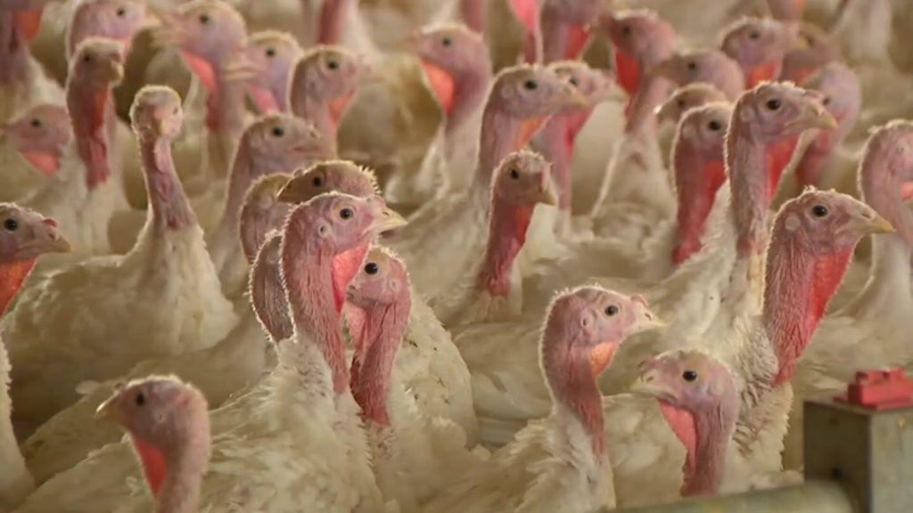 Bird flu confirmed in Barron County, Wisconsin, commercial poultry flock — WCCO / CBS Minnesota, St. Louis Park Real Estate news
