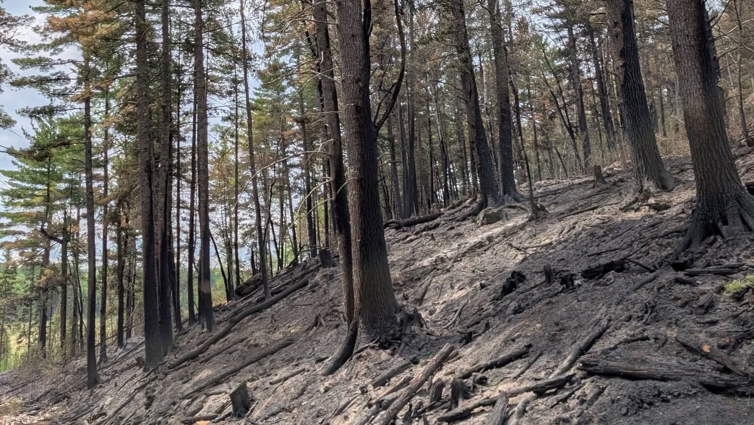 74-year-old who became separated from his family on a trail in Ely was discovered dead — KSTP 5, St. Louis Park Community news