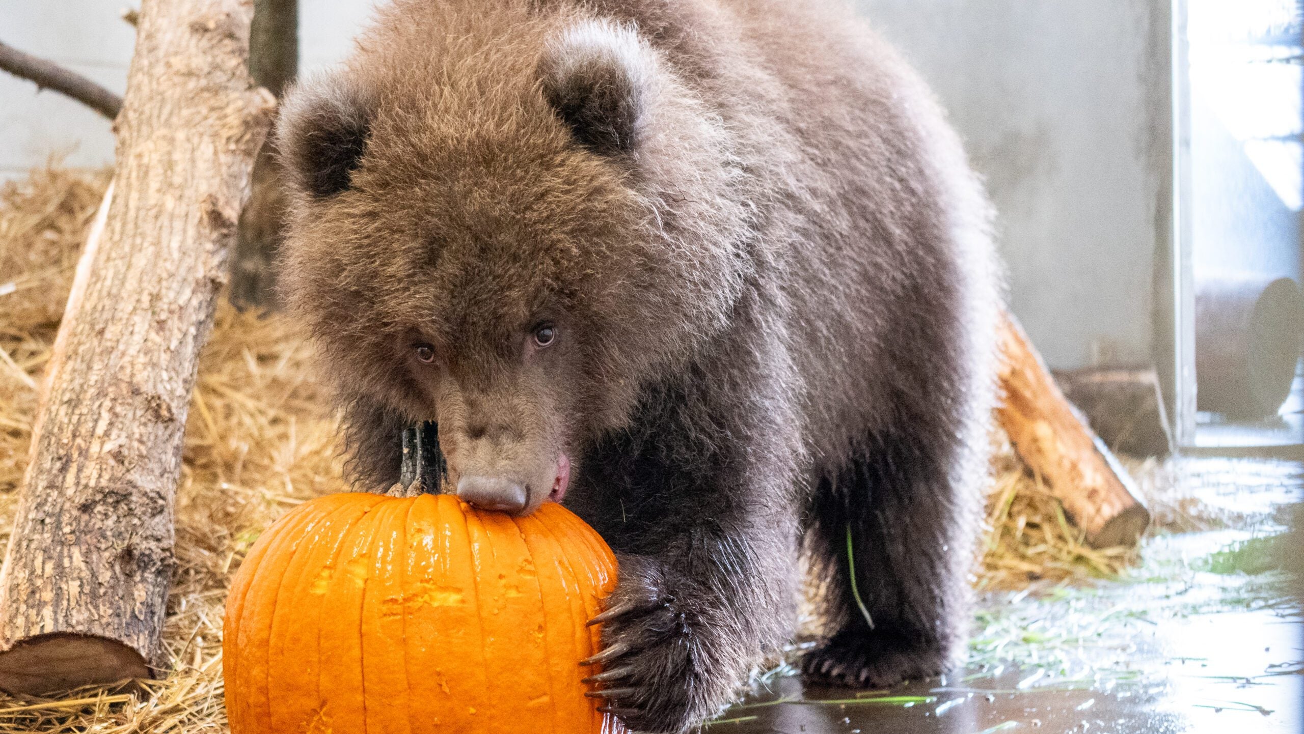 Minnesota Zoo welcomes 3 orphaned brown bear cubs rescued from Alaska — St. Louis Park Health news