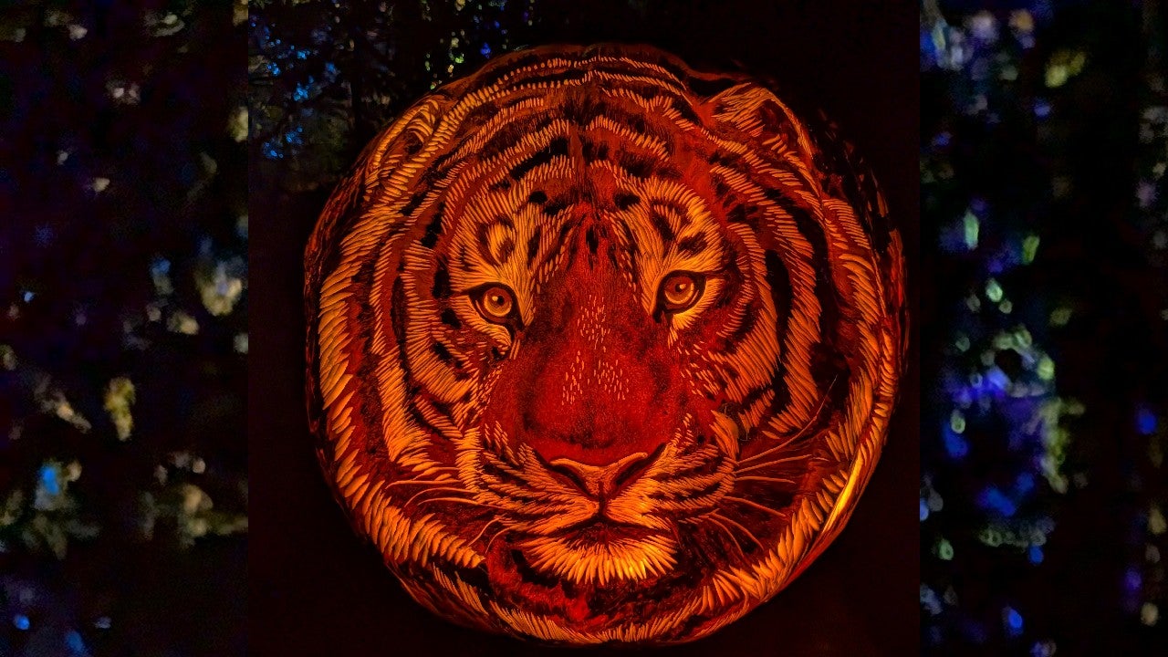 Behind the scenes of pumpkin carving at the Minnesota Zoo — KSTP 5, St. Louis Park Arts news