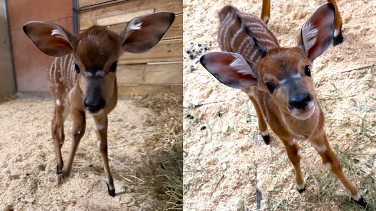 Pair of nyala calves born at Como Park Zoo 3 weeks apart — St. Louis Park Community news