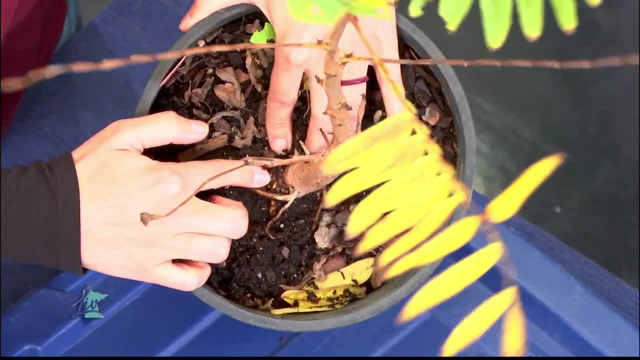 Tips for Planting Trees — KSTP 5, St. Louis Park Community news