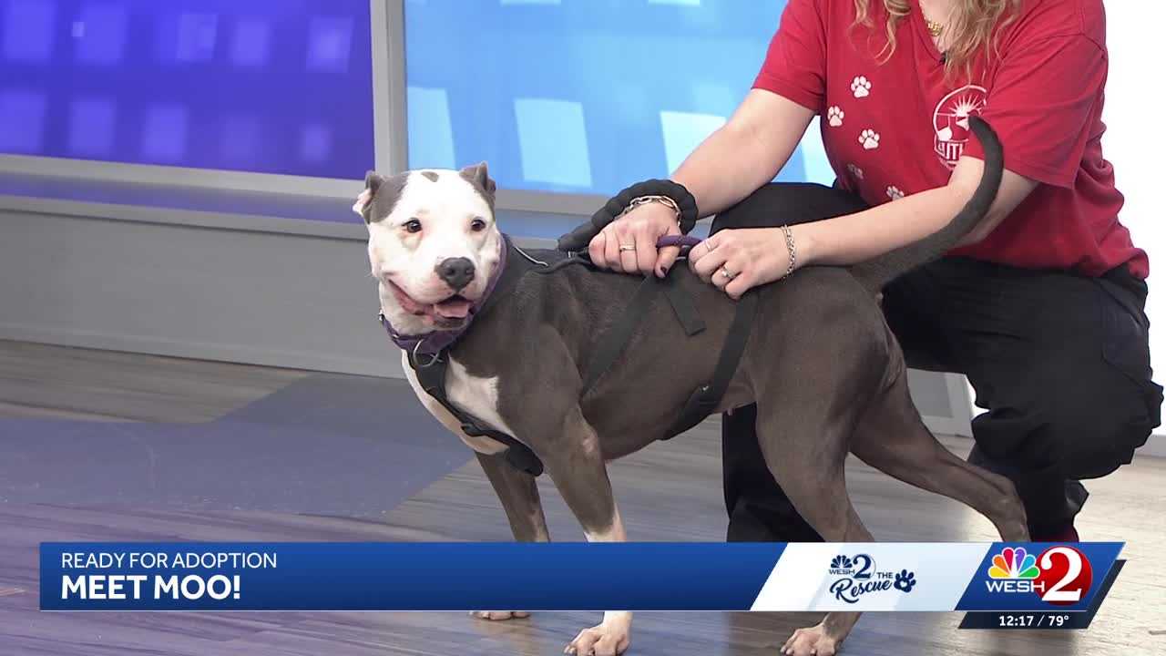 Moo at Southeast Volusia Humane Society is looking for a home — WESH 2 Orlando, St. Louis Park Community news