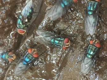 Odor complaints target Mexico’s screwworm fly facility — KFGO, St. Louis Park Schools news