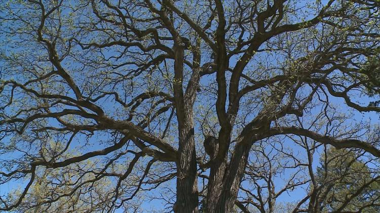 How to keep your oak trees healthy — KARE 11 Local, St. Louis Park Health news