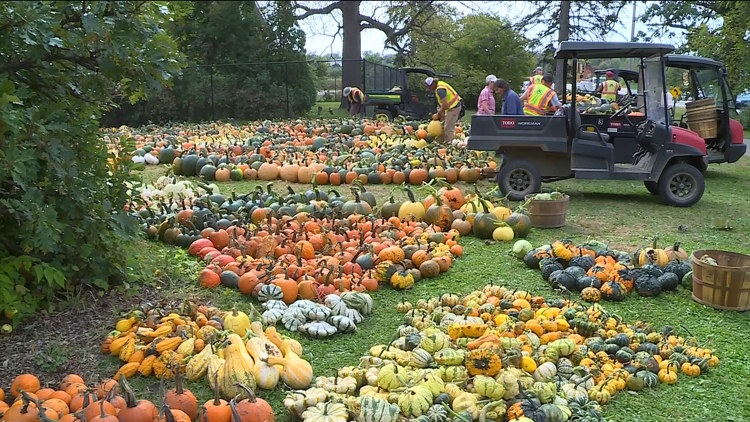 Pumpkin 101: Best to cook, carve & display — KARE 11 Local, St. Louis Park Community news