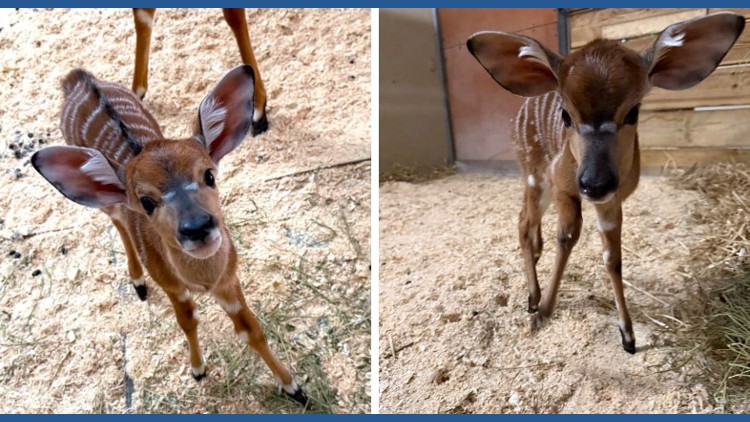 2 nyala born at Como Zoo — KARE 11 Local, St. Louis Park Community news