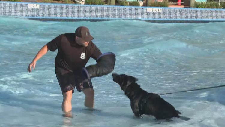 Tampa police K-9s train at theme park to prepare for emergencies — WTSP 10 Tampa Bay, St. Louis Park Community news
