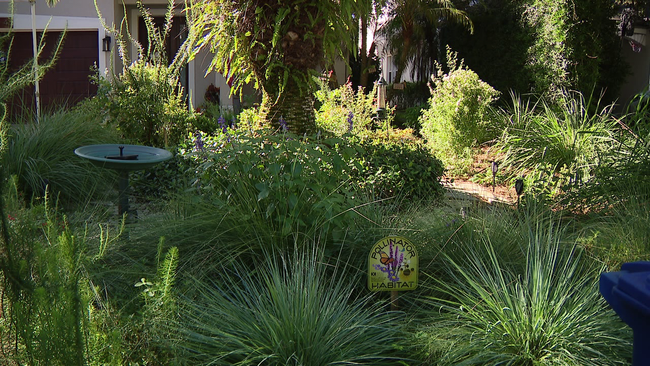 Florida city offers homeowners up to $3,000 to ditch thirsty grass — a move that slashes their water bills — FOX 9