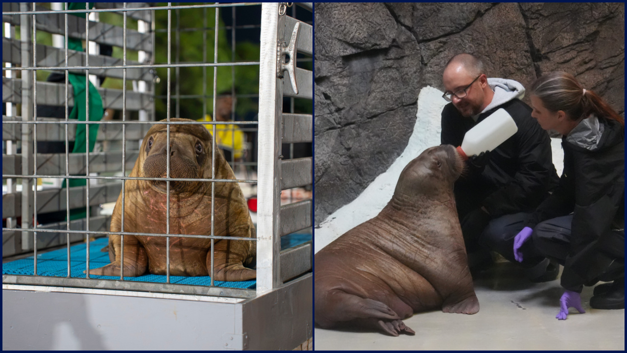 Orphaned baby walrus in Alaska flown 4,800 miles to new home in Florida — FOX 9, St. Louis Park Community news