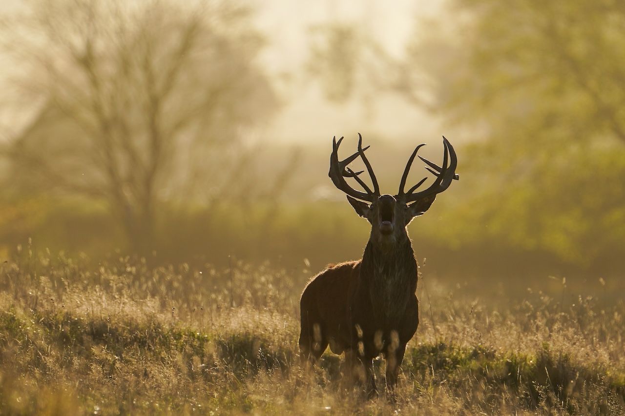Deer-related crashes spike in the fall. Here's why. — FOX 9, St. Louis Park Sports news