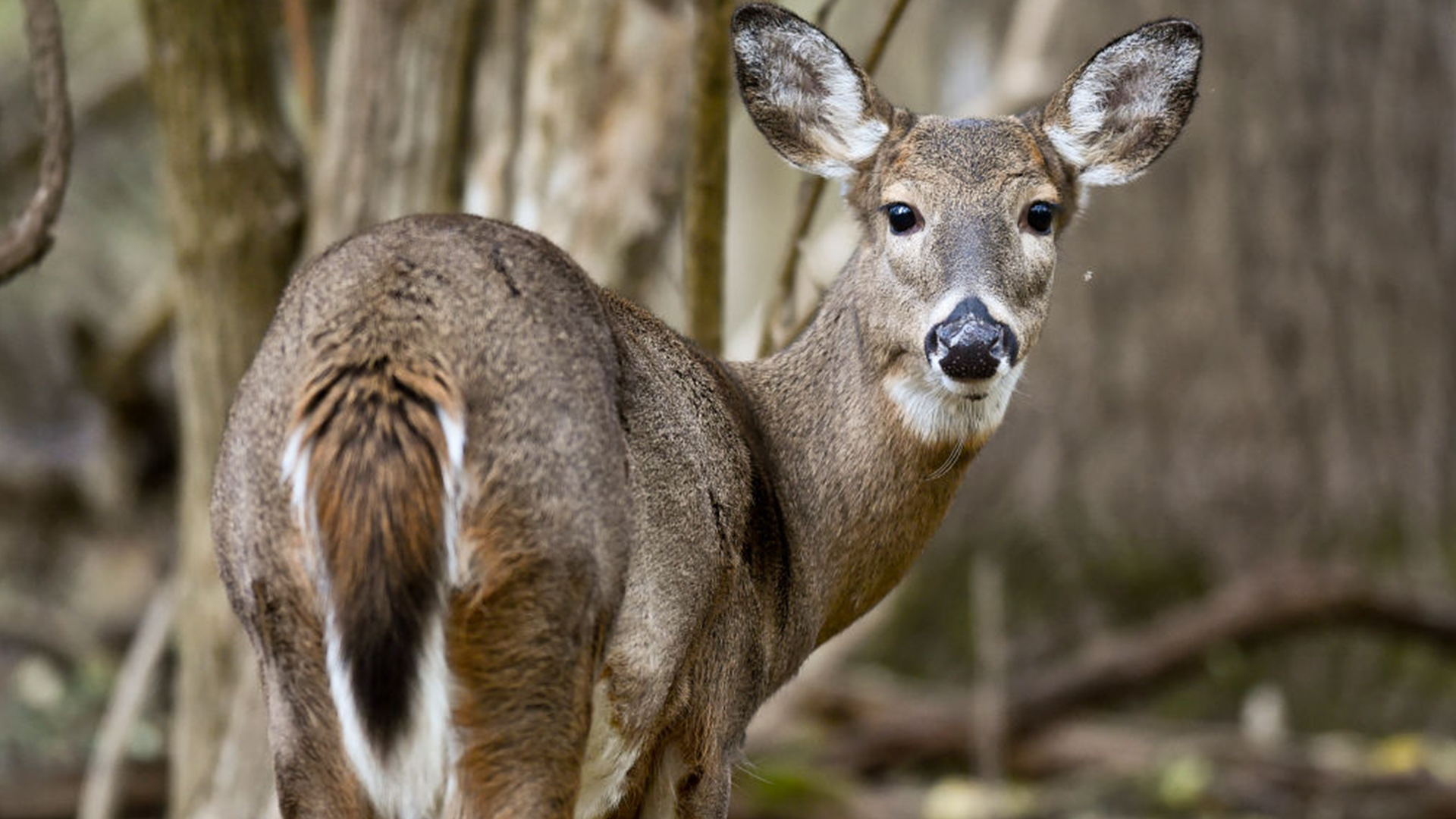 Minnesota deer season 2026: What changed, what to expect by region — FOX 9, St. Louis Park Sports news