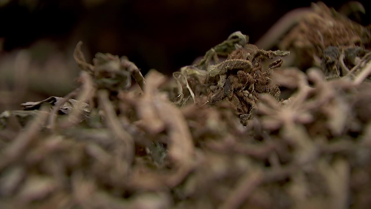 Hemp THC deadline hits $200 million industry, leads to layoffs, but liquor stores may maintain — FOX 9, St. Louis Park Business news