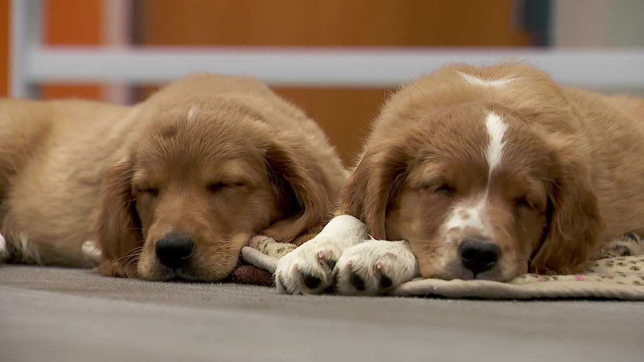 36 dogs rescued from unlicensed breeder in Cass County — St. Louis Park Community news